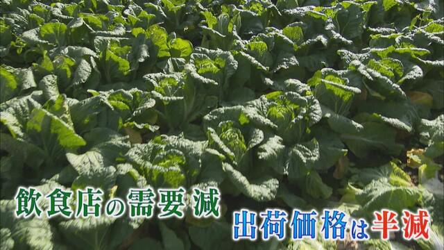 画像1: 農家は悲鳴…先月収穫予定のハクサイが今も畑に