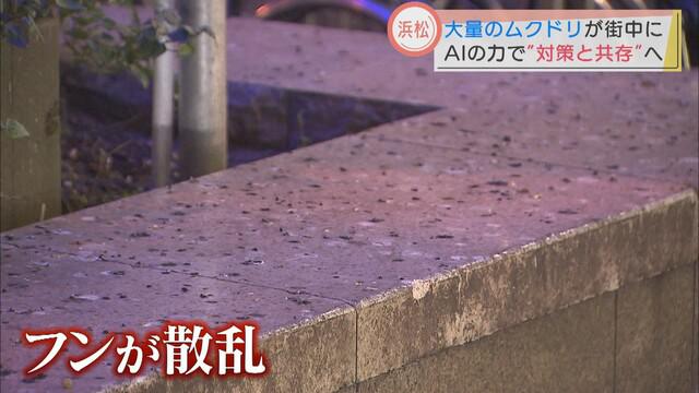 画像3: ムクドリの大群が空を覆う