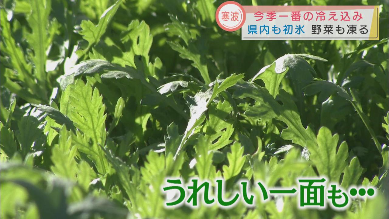 画像: 農家「寒いとおいしくなる」