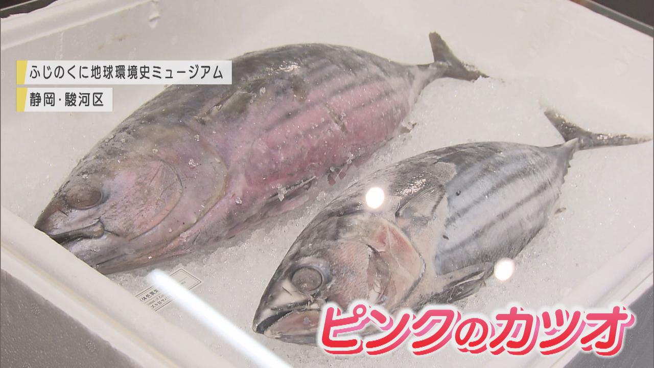 画像: ピンクのカツオ