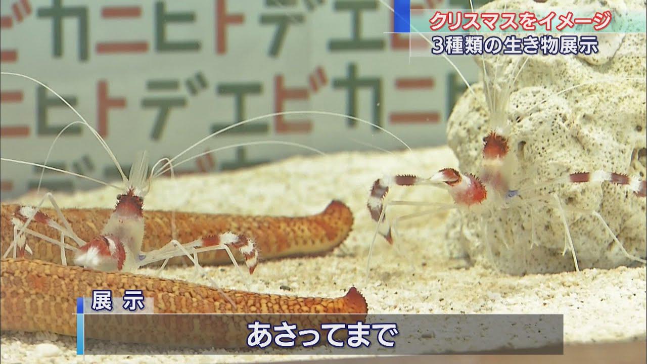 画像: サンタのようなエビ、ツリーのようなカニ　クリスマスをイメージした水槽を設置　静岡・沼津市　伊豆・三津シーパラダイス youtu.be