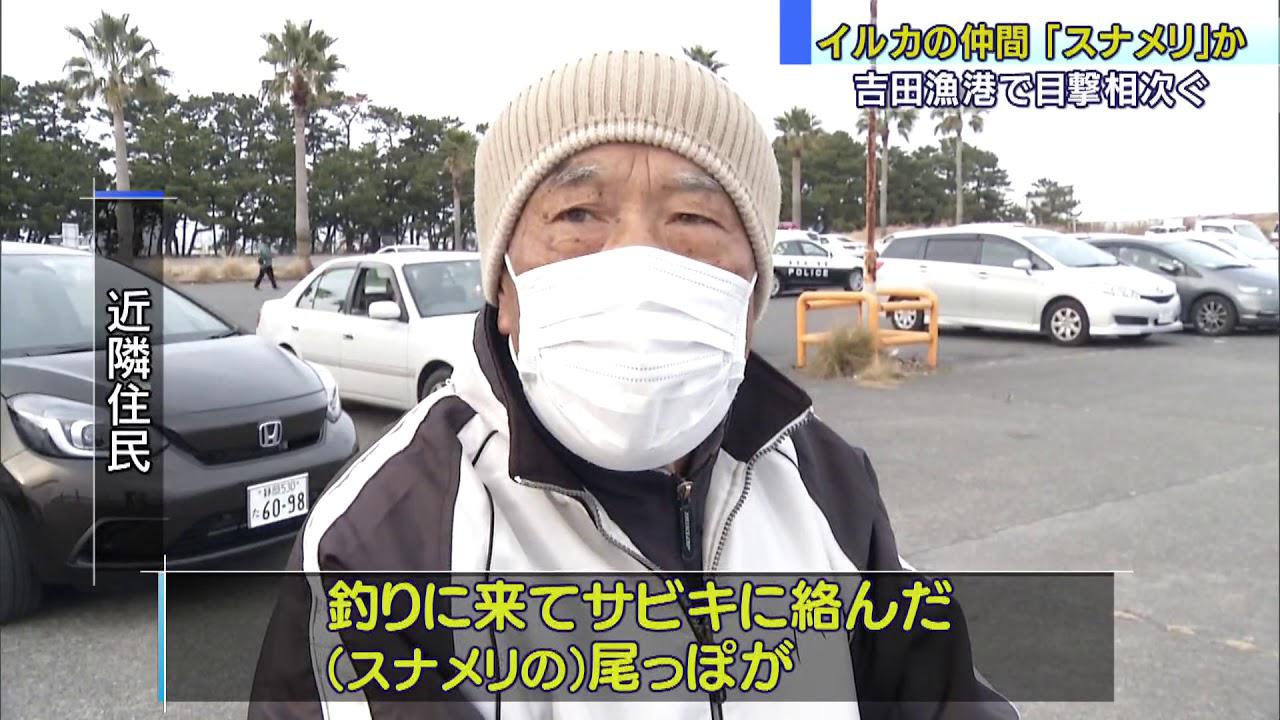 画像: 漁港でイルカの仲間「スナメリ」の親子か　目撃相次ぐ　吉田町 youtu.be