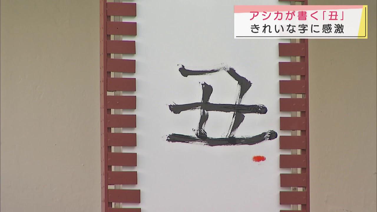 画像: アシカのグリルが一筆入魂で「丑」の一文字・静岡県沼津市の伊豆・三津シーパラダイス youtu.be