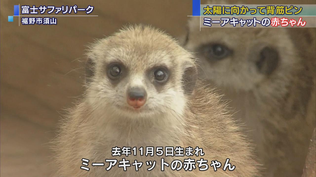 画像: 生後2カ月のミーアキャットを公開 太陽に向かって背筋ピン! 静岡・裾野市の富士サファリパーク