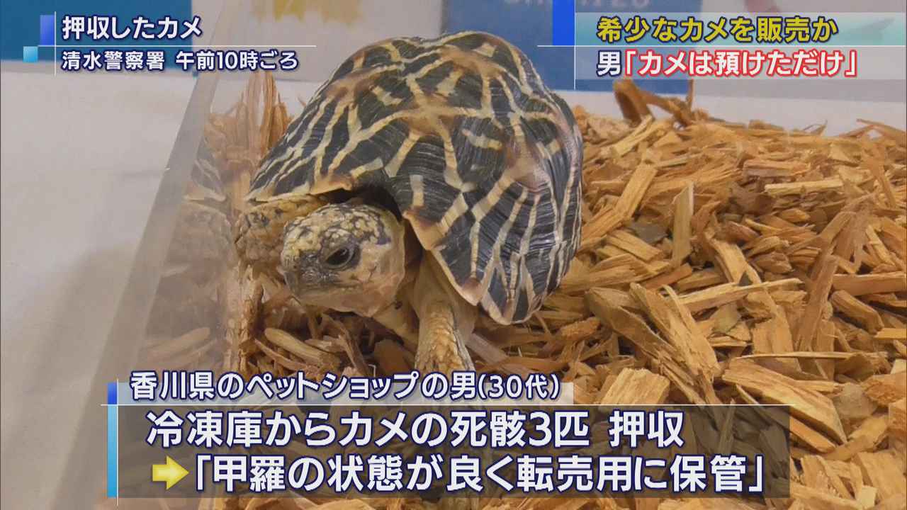 画像: インドホシガメ
