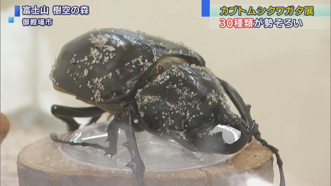 画像: 冬なのに？！世界の珍しいカブトムシとクワガタを展示 youtu.be