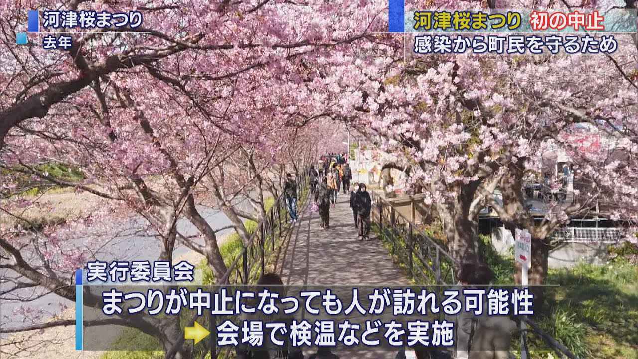 画像: 河津桜まつり中止…例年90万人の観光客 「感染リスクから町民を守る」 静岡・河津町 youtu.be