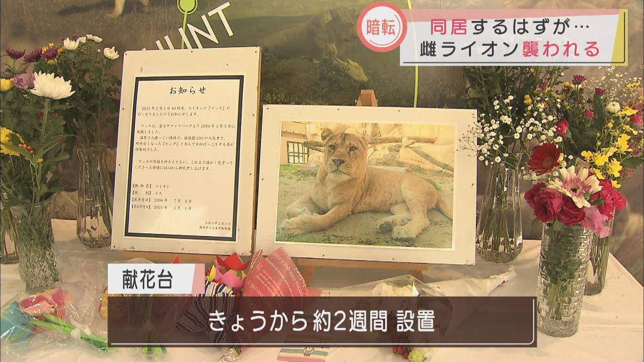 画像: 同居させる直前に人気の雌ライオンが雄にかまれ死ぬ youtu.be