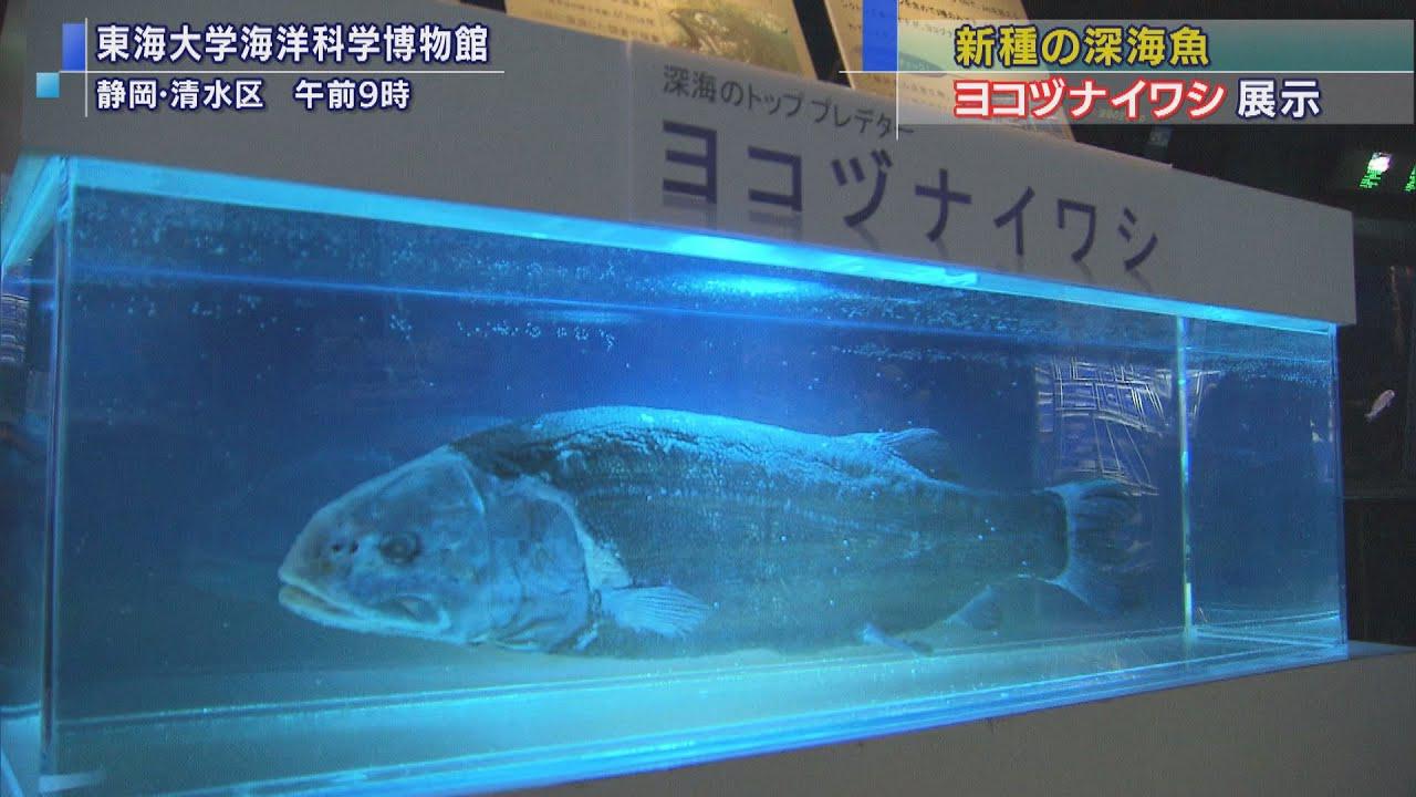 画像: 新種の深海魚「ヨコヅナイワシ」展示 現存の標本はわずか5個体 静岡市 東海大学海洋科学博物館 youtu.be