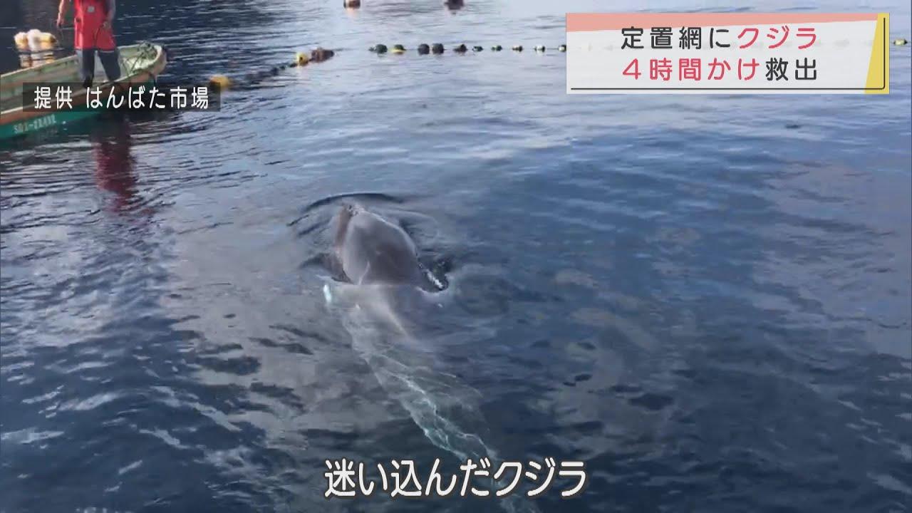画像: 定置網にクジラが迷い込む 網を切っても出て行かず、4時間の救助活動 静岡・西伊豆町 youtu.be