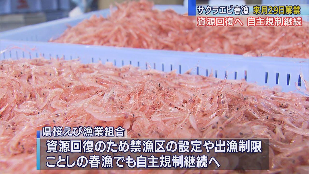 画像: サクラエビ春漁３月２９日解禁　自主規制は継続 youtu.be