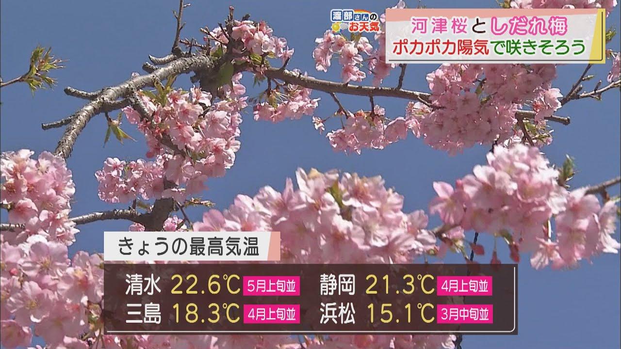 画像: 【2月23日　静岡】渡部さんのお天気　河津桜としだれ梅　ポカポカ陽気で咲きそろう　あすは「冬の寒さへ」 youtu.be