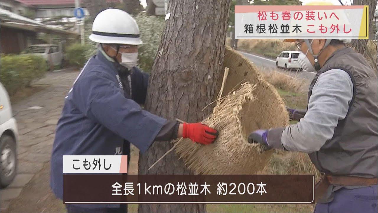 画像: 春の訪れ告げる風物詩 箱根松並木のこも外し 静岡・三島市 youtu.be