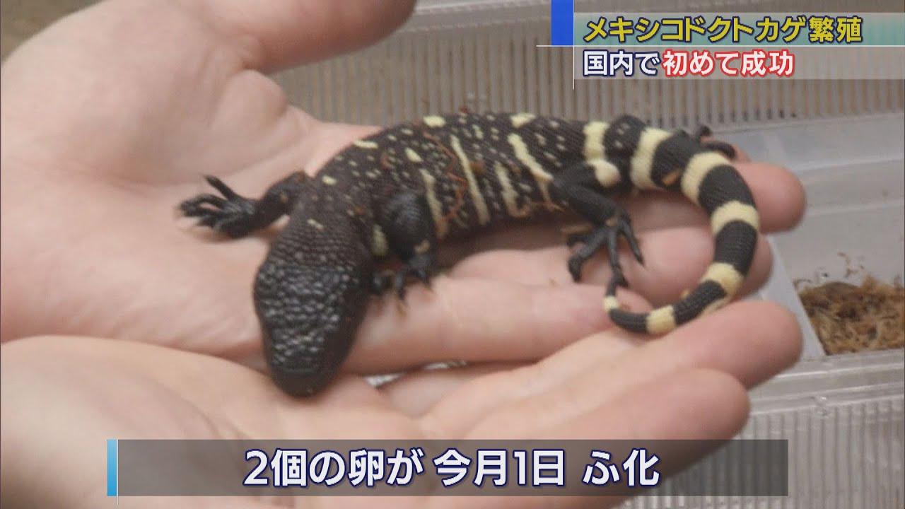 画像: 国内初　メキシコドクトカゲの繁殖に成功　静岡・河津町イズー youtu.be