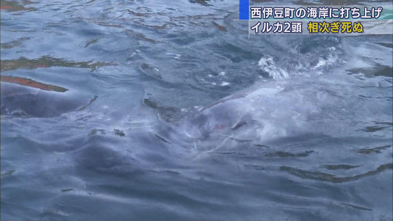 画像: 海岸に打ち上げられ、水族館に保護された2頭のイルカ死ぬ 静岡・下田市
