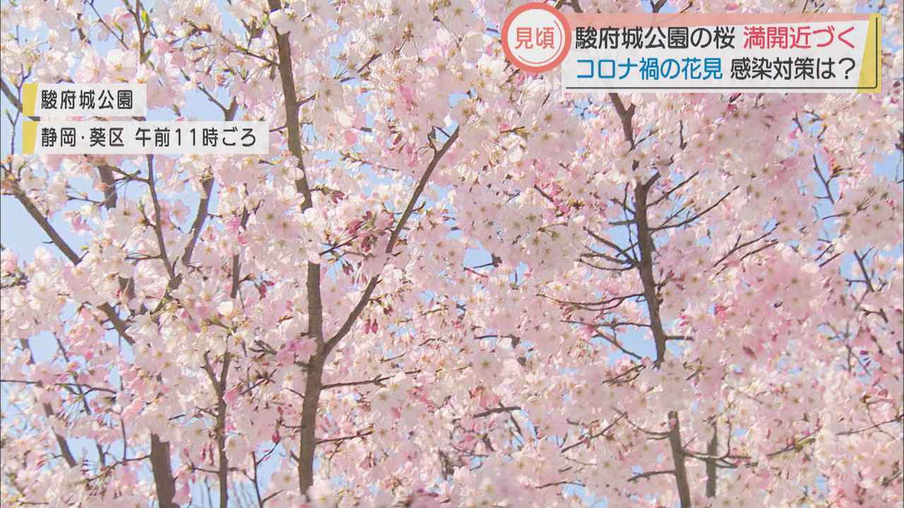 画像: 宴会は自粛で…コロナ禍で花見の名所は 静岡市 駿府城公園