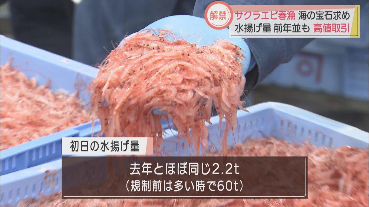 画像: 不漁続くサクラエビ　静岡・由比漁港で春漁始まる　初日の水揚げは前年並み youtu.be