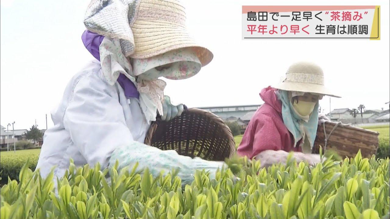 画像: 一足早く新茶のお茶摘み 新芽は緑色が濃く伸びが早い 静岡・島田市 youtu.be