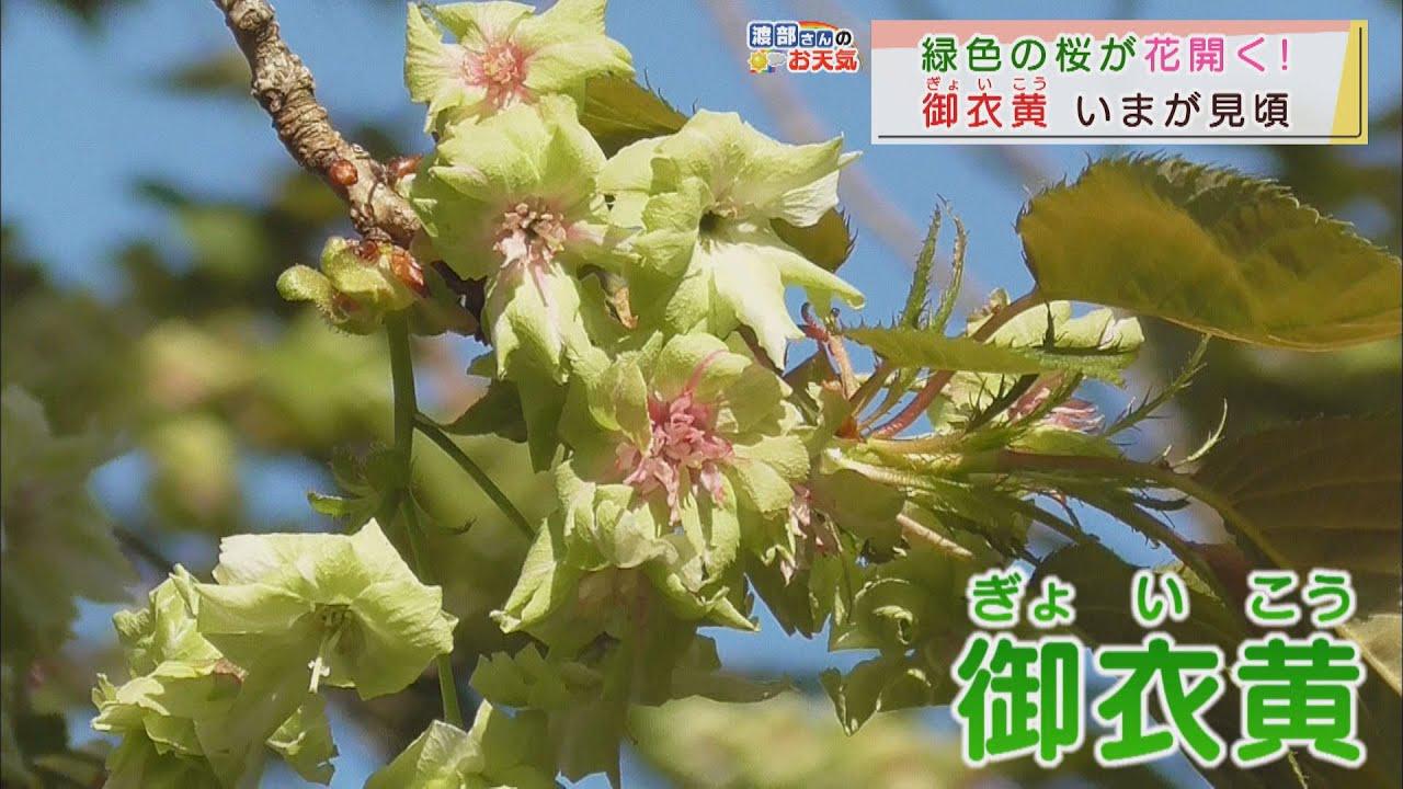 画像: 【4月7日　静岡】渡部さんのお天気　あす「午後は不安定」 youtu.be