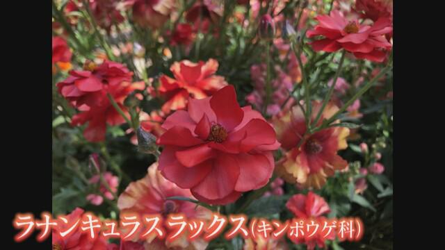 画像2: 地元の人に聞く　おススメの花