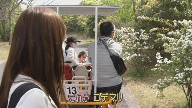 画像1: コデマリが見つからない…