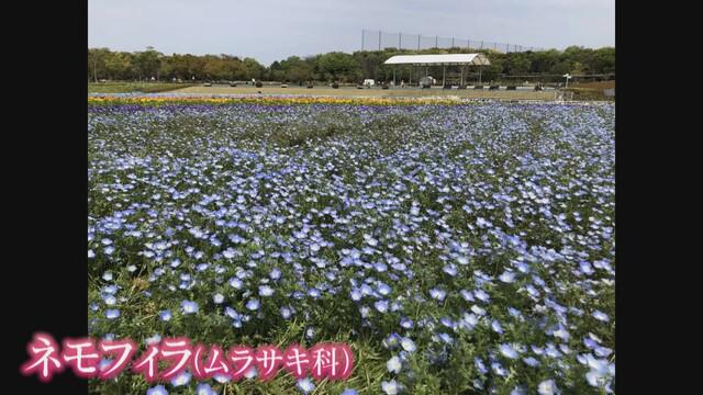 画像1: 地元の人に聞く　おススメの花