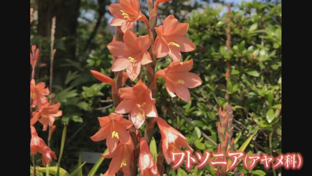 画像3: 地元の人に聞く　おススメの花