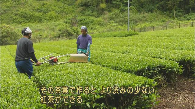 画像3: 静岡駅ビルに開店 「ニガクナイコウチャ」