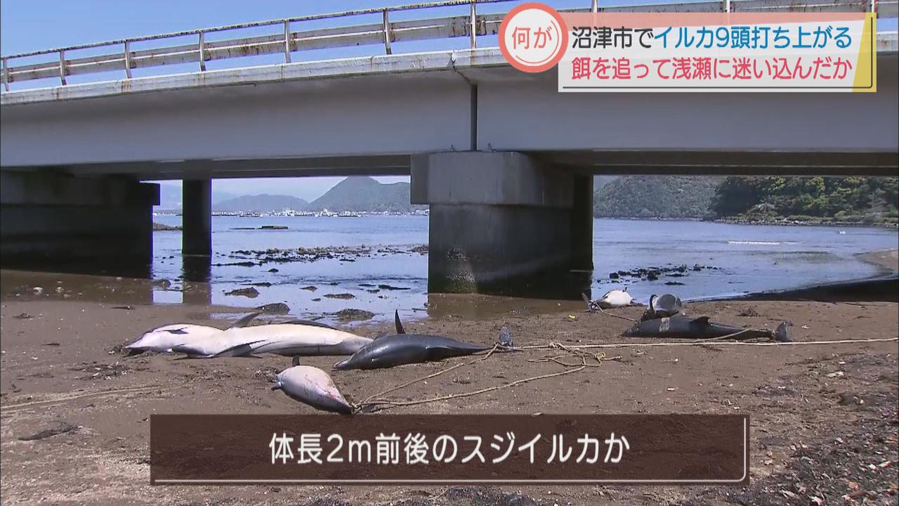 画像: 静岡・沼津市の河口に9頭のイルカ 水族館職員「イワシなど追いかけて浅瀬に入ったのでは…」