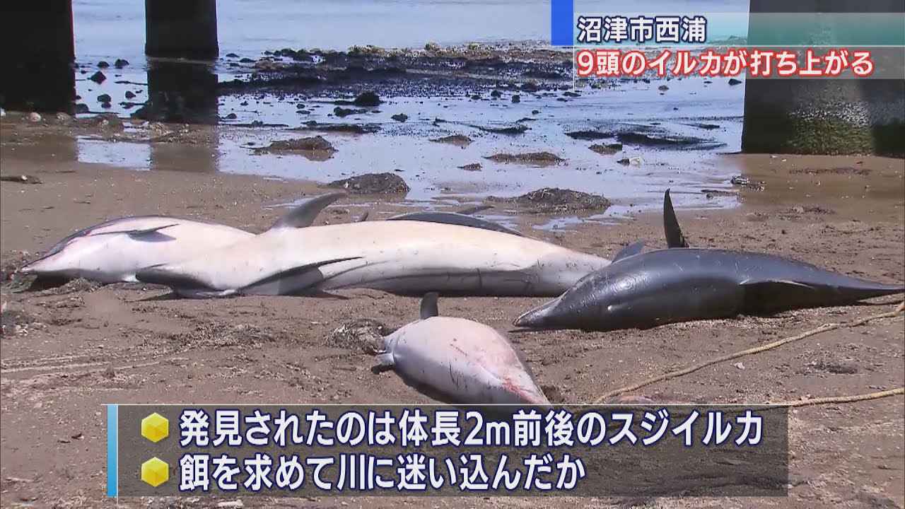 画像: エサ求めて川に迷い込んだか 河口に9頭のイルカ 1頭は沖に戻されたが… 静岡・沼津市 youtu.be