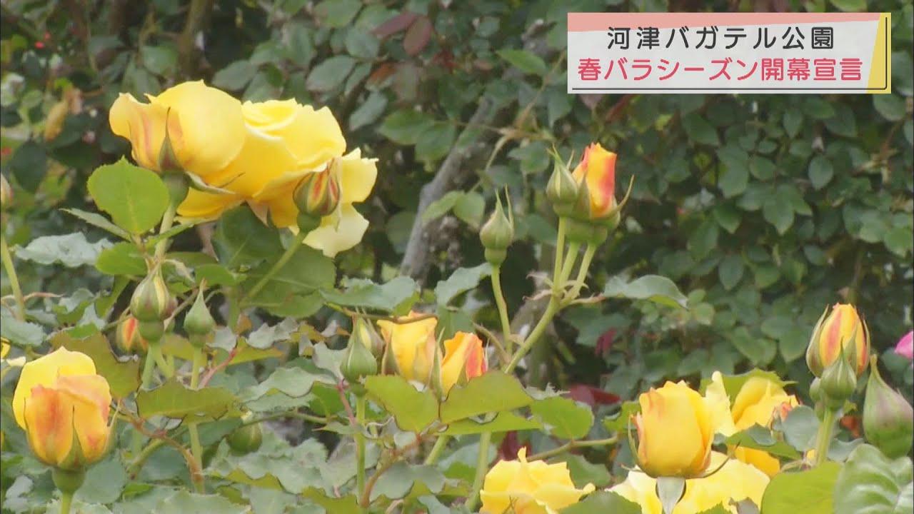 画像: 春バラのシーズン開幕を宣言…すでに200品種以上が開花 バラの名所「河津バガテル公園」 静岡・河津町 youtu.be