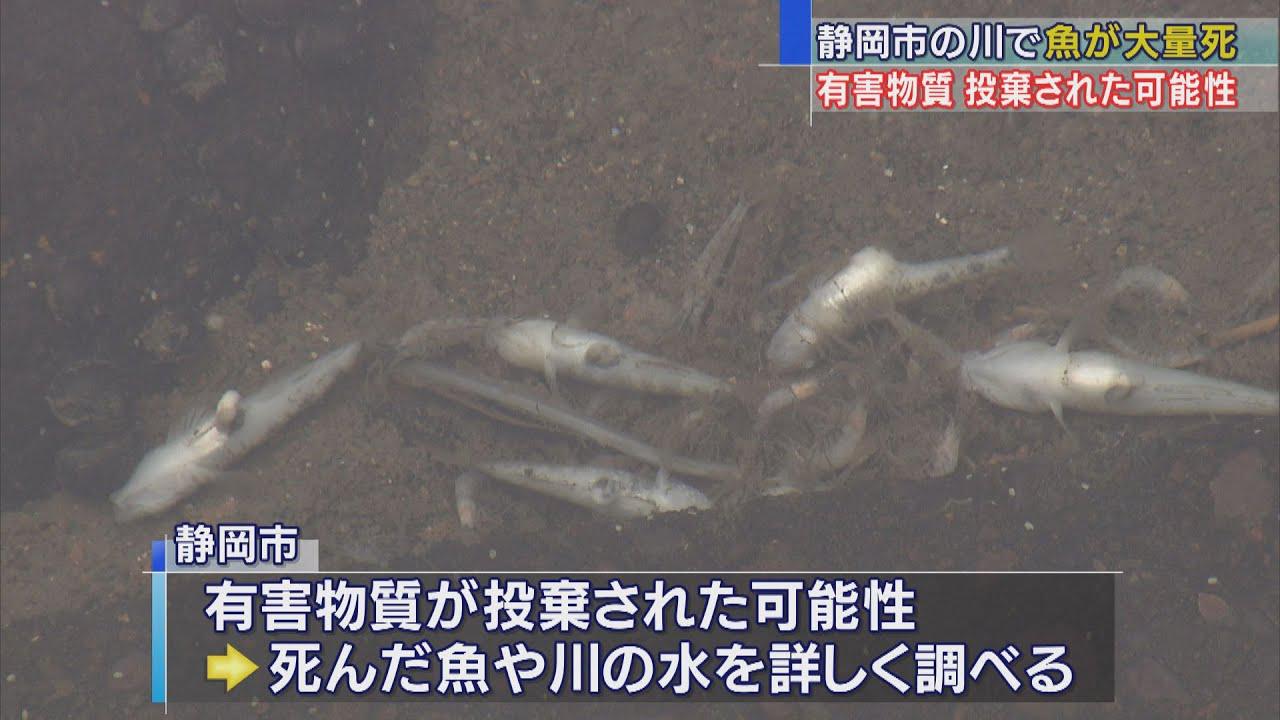 画像: アユやハゼなど1000匹以上死ぬ 水質検査では異常検出されず 静岡市駿河区の川 youtu.be