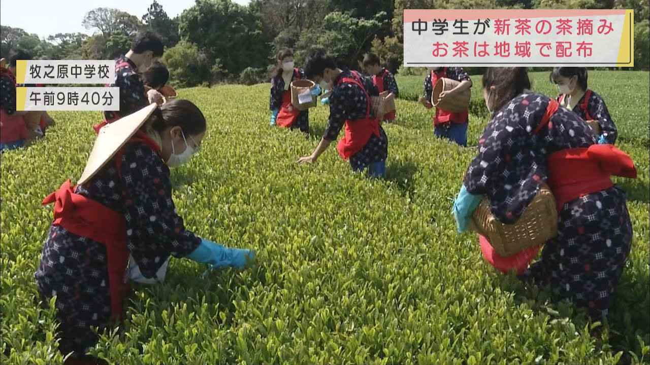 画像: あす5月1日は八十八夜…茶どころ静岡・牧之原市の中学生が茶娘・茶息子姿で茶摘み体験 youtu.be