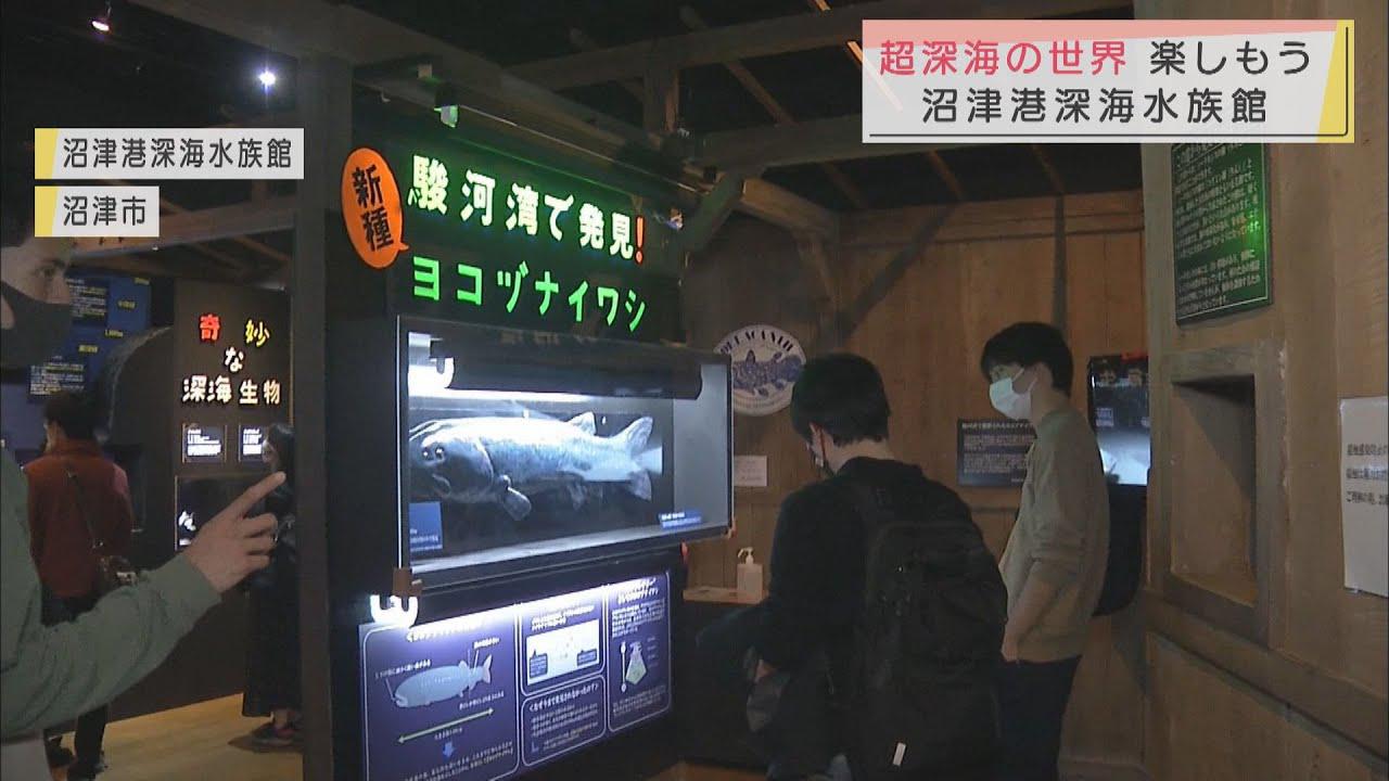 画像: ６０００メートルより深い海の世界は…沼津港深海水族館で特別展示　静岡・沼津市 youtu.be