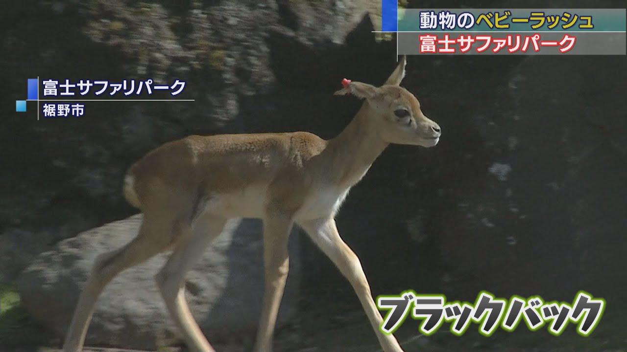 画像: アカカンガルー、アメリカバイソン…富士サファリパークでベビーラッシュ 静岡・裾野市 youtu.be