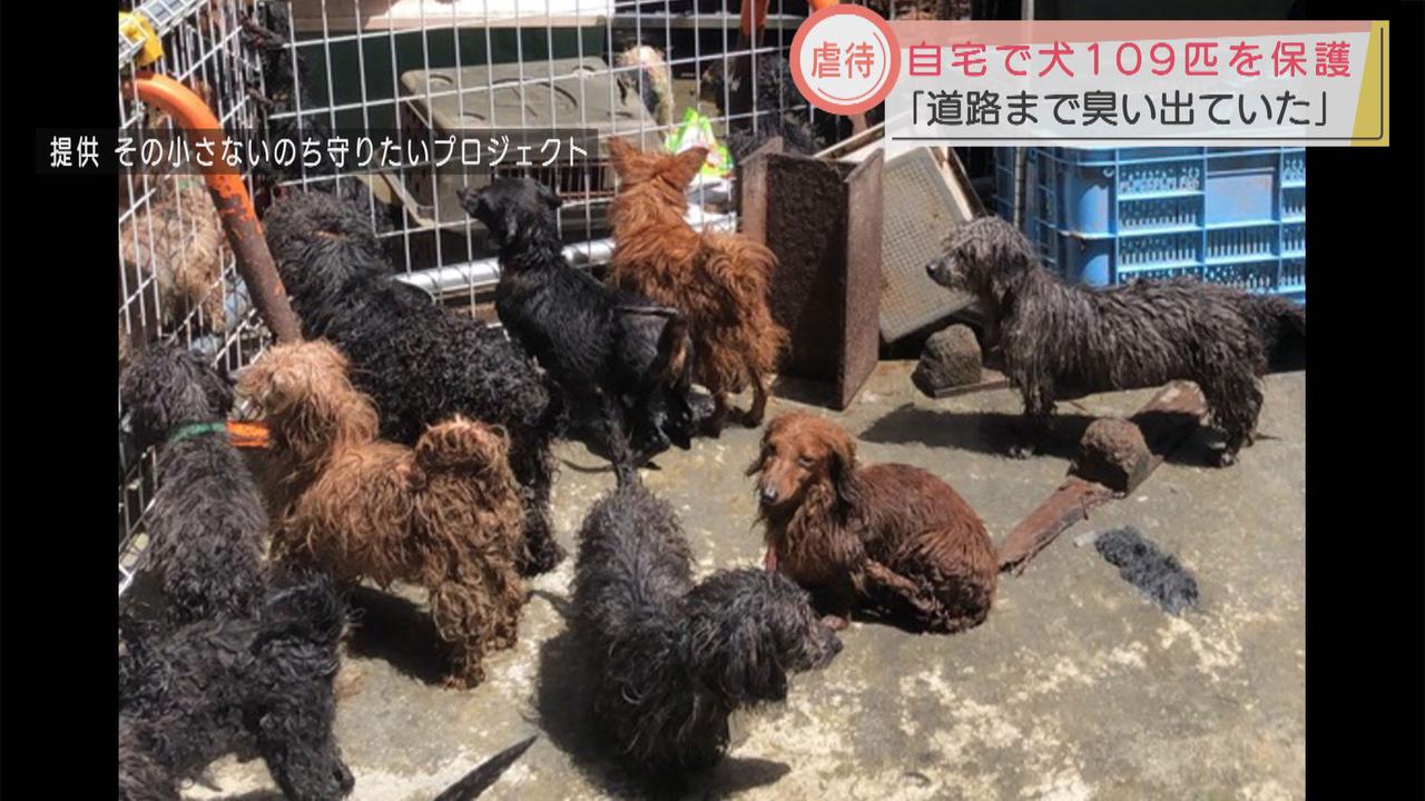 画像: ペットショップ廃業後に犬が繁殖か 狭い敷地で多頭飼育の容疑で逮捕された女 静岡・富士市