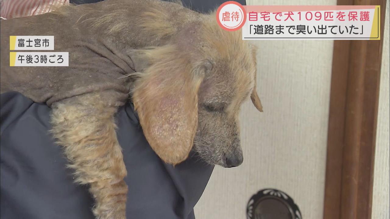 画像: 保護された犬