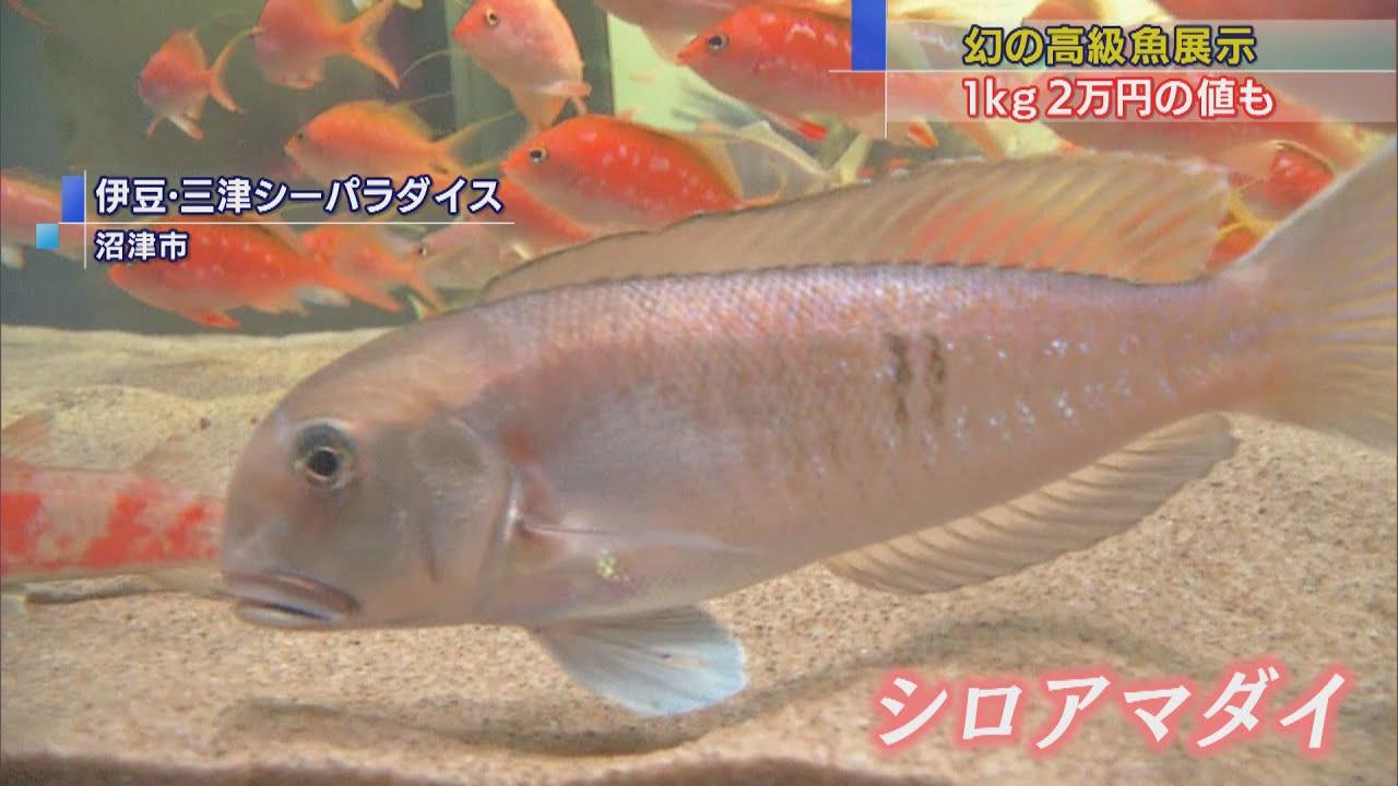 画像: 幻の高級魚「シロアマダイ」展示 静岡・沼津市 伊豆・三津シーパラダイス youtu.be