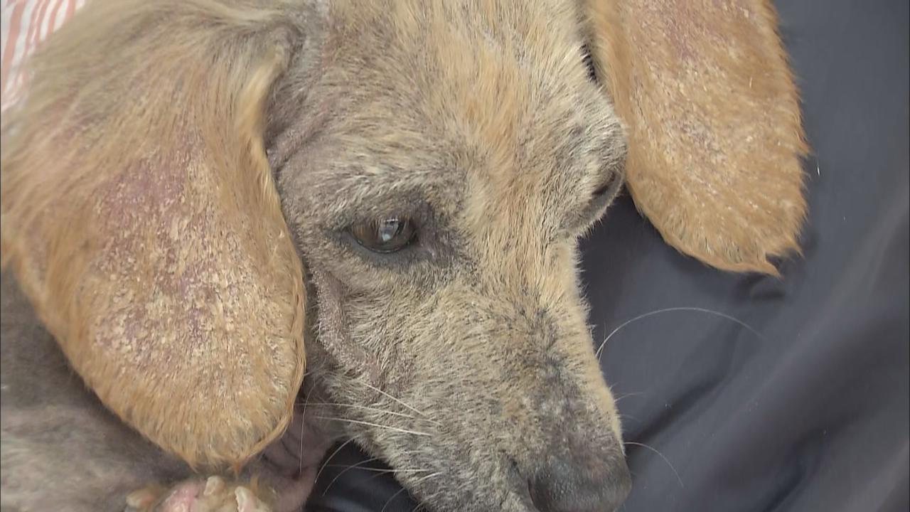 画像: 多くの犬を飼育して逮捕された女 3年ほど前から保健所の指導を拒否 静岡・富士市