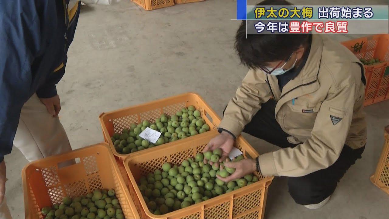 画像: 今年は豊作…大梅の出荷が始まる 梅干しや梅酒用に 静岡・島田市 youtu.be