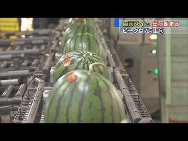 画像: 糖度11度以上 甘い函南スイカの出荷始まる 静岡・函南町 youtu.be