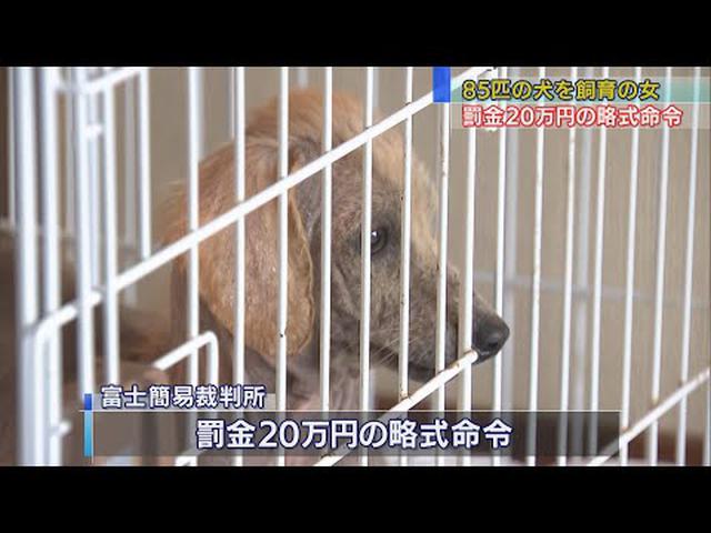 画像: 犬を多頭飼育、虐待した疑いの女　静岡・富士簡裁が罰金20万円の略式命令 youtu.be