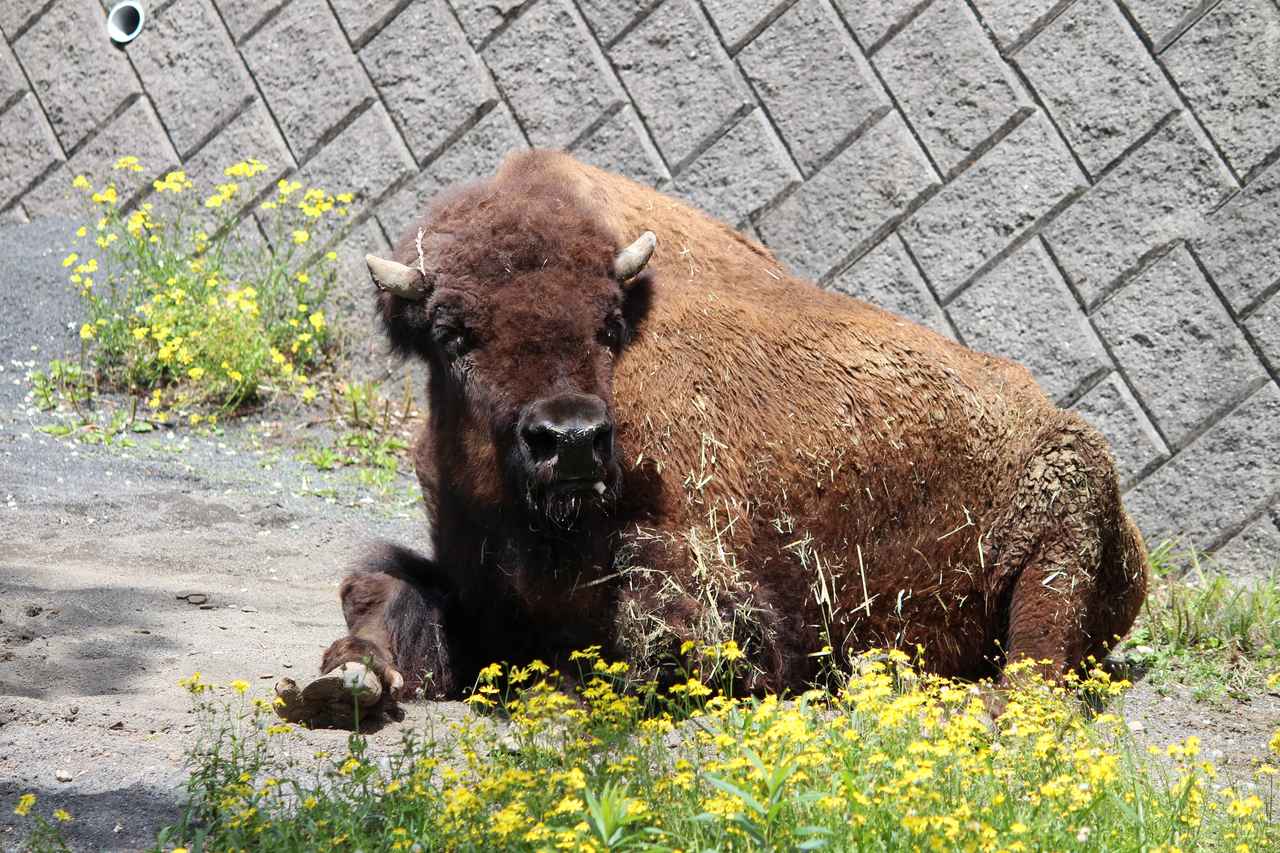 画像: 提供:日本平動物園 アメリカバイソン「モモ」