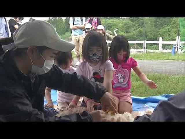 画像: 6月の土日限定で開催 ヒツジの毛刈り体験 静岡・富士山こどもの国 youtu.be