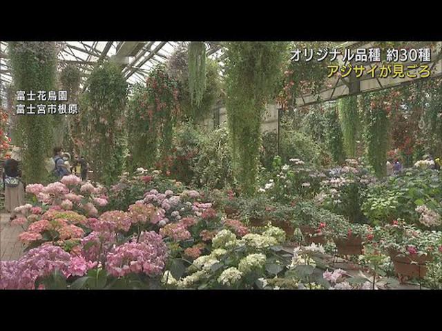 画像: 30種類のアジサイが見頃を迎える 静岡・富士宮市 youtu.be