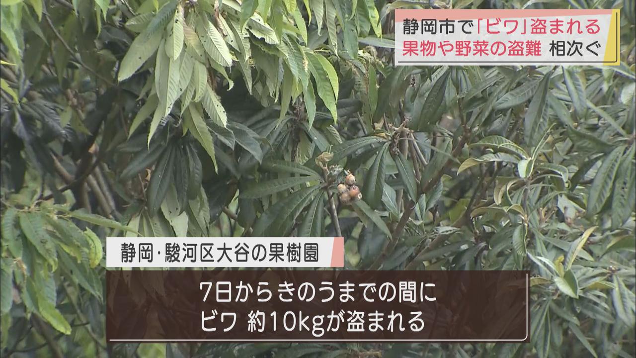 画像: 今度は「びわ」 静岡県内では野菜や果物が盗まれる被害が相次ぐ