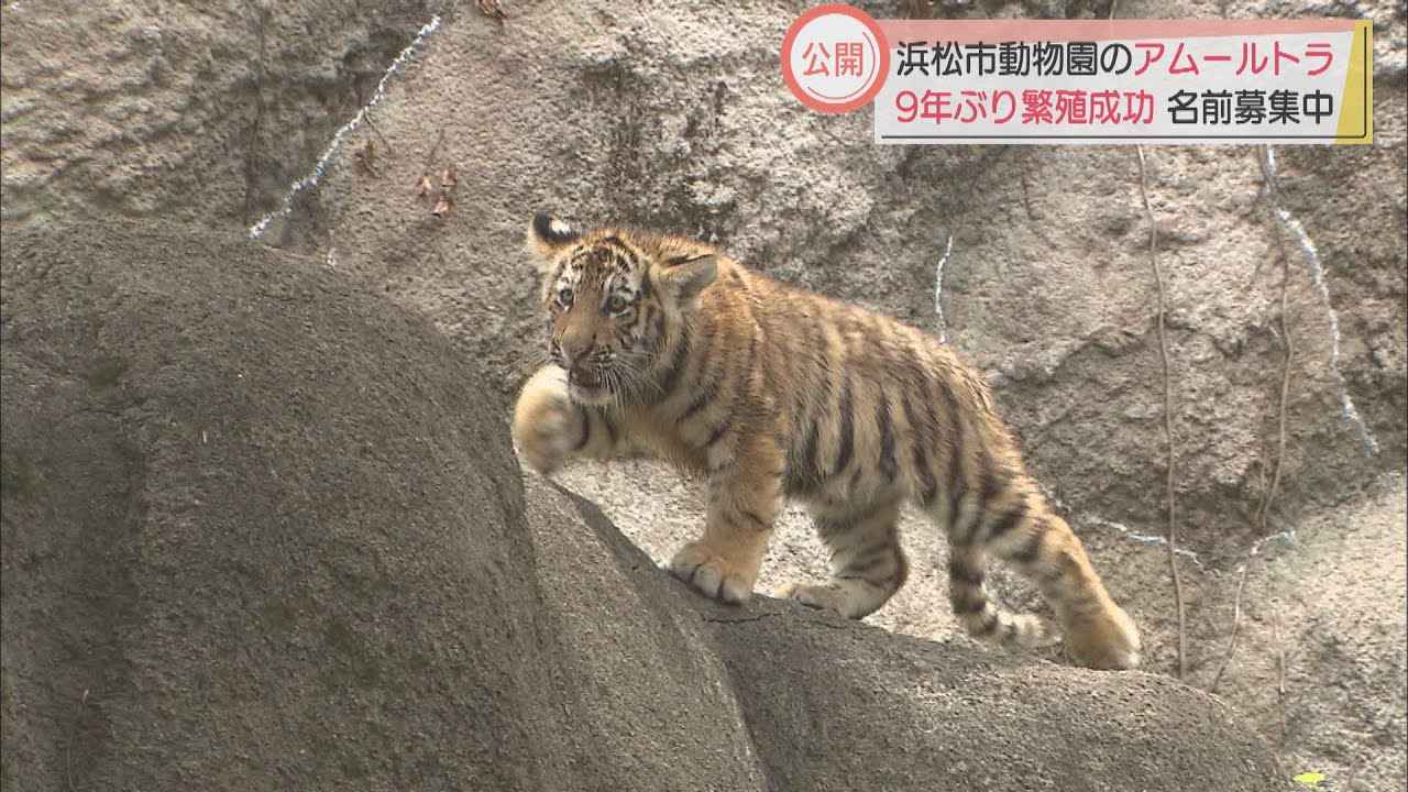 画像: ９年ぶり繁殖に成功したアムールトラの子ども一般公開　体長６０センチほどに成長した４頭、名前は「募集中」　浜松市動物園 youtu.be