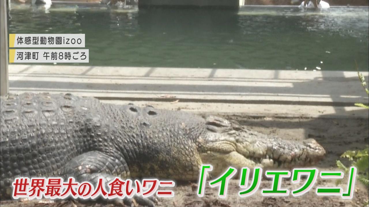 画像1: 体長5m超、重さ800Kg…世界最大の「人食いワニ」が来た! 目標は巨大ワニの繁殖 静岡・河津町の体感型動物園「iZoo」
