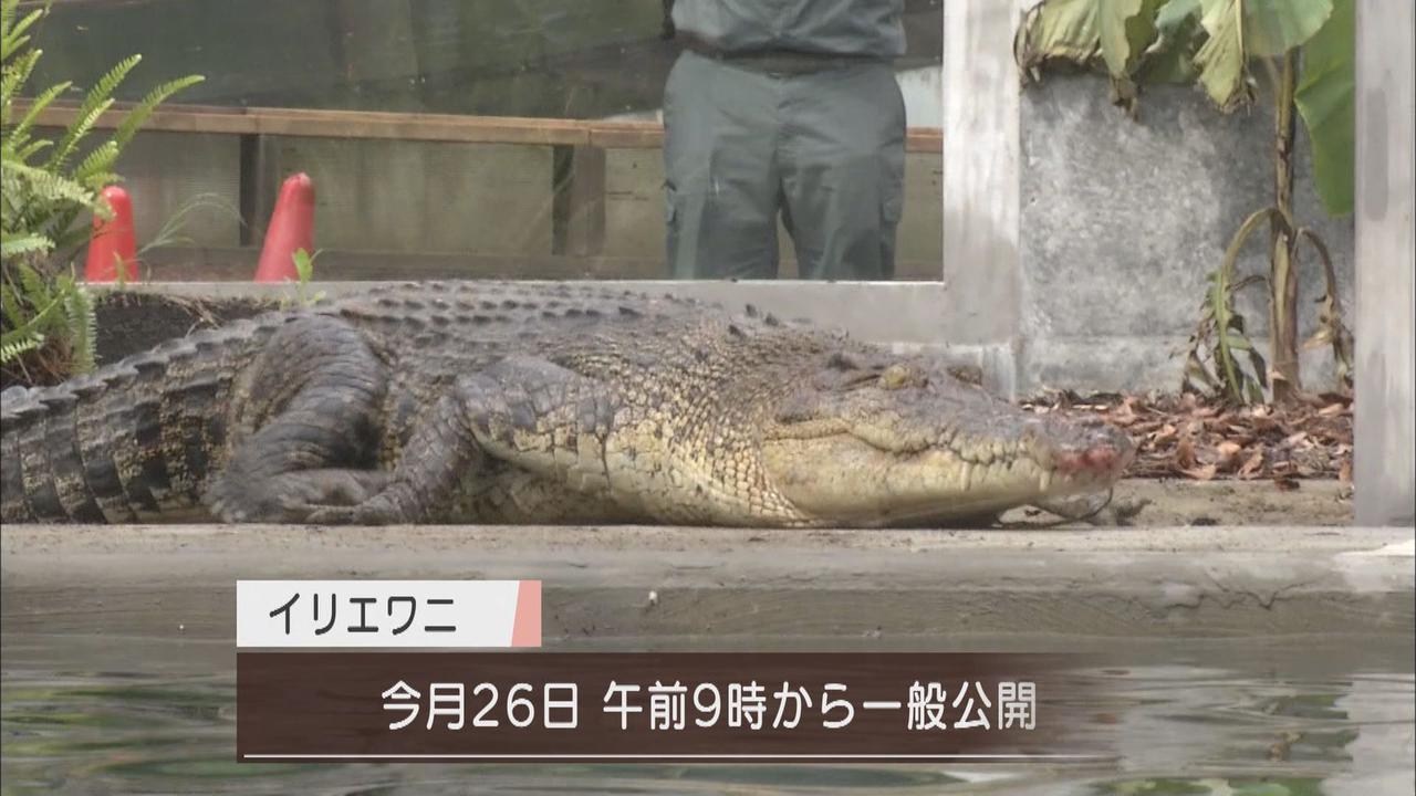 画像3: 体長5m超、重さ800Kg…世界最大の「人食いワニ」が来た! 目標は巨大ワニの繁殖 静岡・河津町の体感型動物園「iZoo」