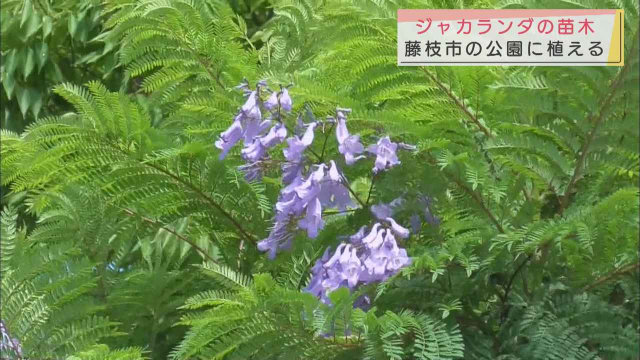 画像: 世界三大花木ジャカランダを植栽 2階建ての家の高さまで成長 静岡・藤枝市